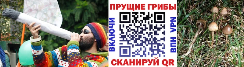 Галлюциногенные грибы Psilocybine cubensis  Спас-Деменск 